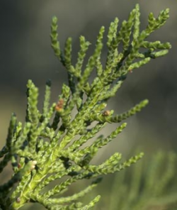 Photo taken at the Bonny Doon Ecological Reserve © 2007 Dylan Neubauer. 